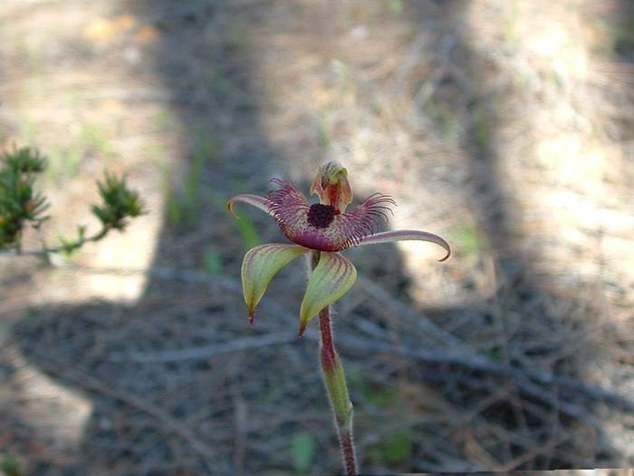 Caladenia discoidea - orchidaceae_dancing.jpg